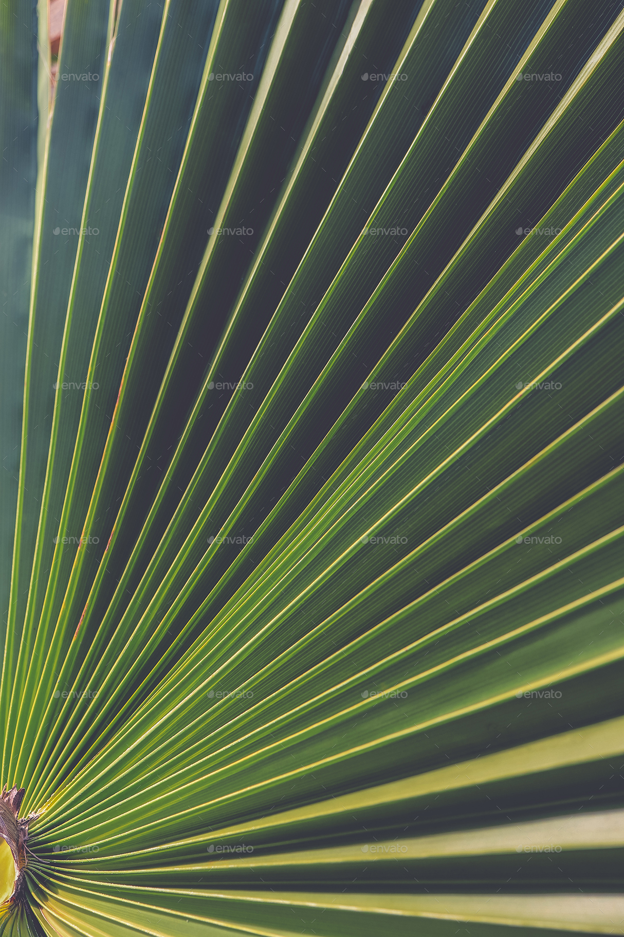 11 Palm Leaves Textures By Texturesstore Graphicriver